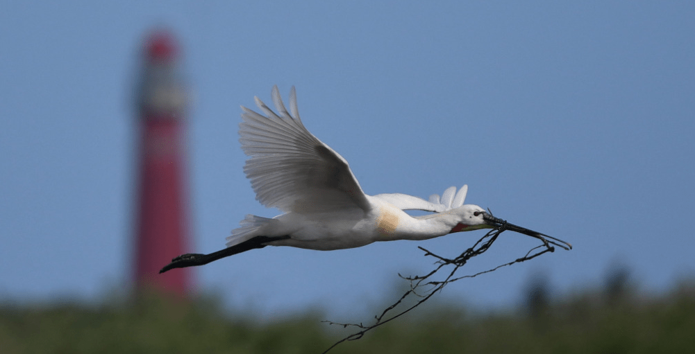 Lepelaar die een nest voorbereid (foto Folkert Abma)