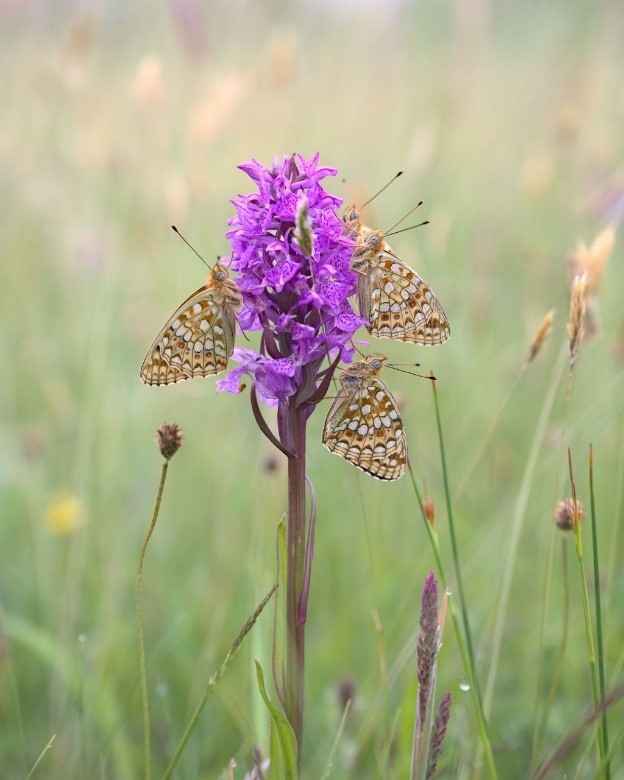 Vlinders op orchidee (foto Folkert Abma)