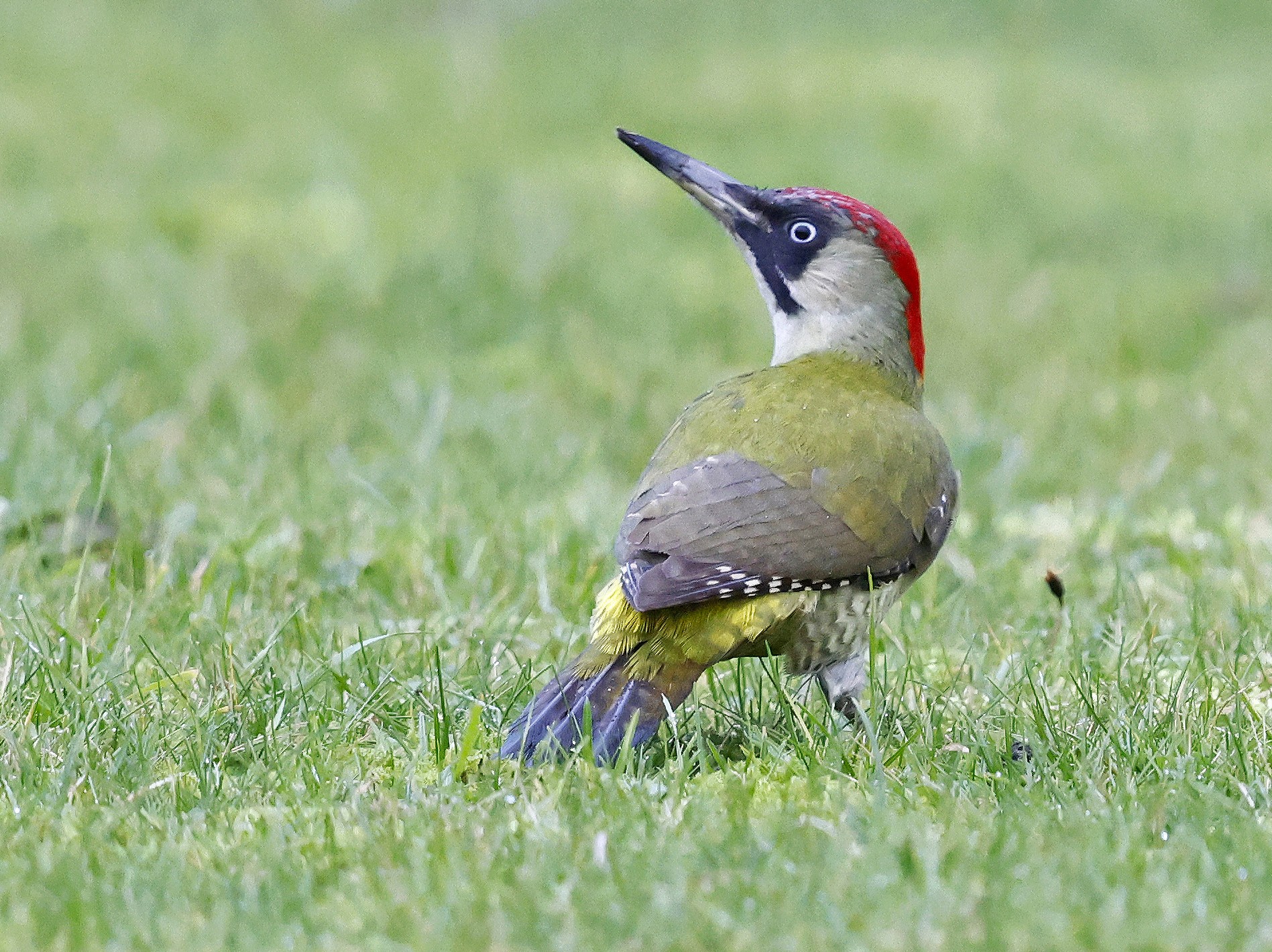 Groene Specht, fotograaf René van Rossum