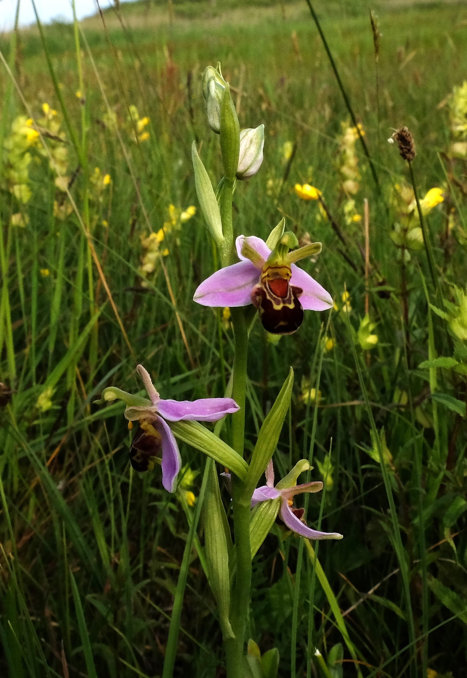 Fotograaf: Theo Baas, Bijenorchis