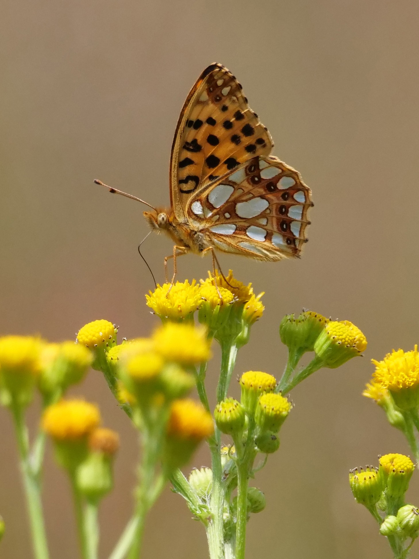 Kleine parelmoervlinder. Fotograaf Henk Bos