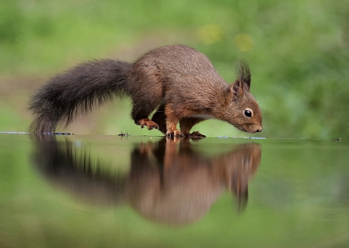 Eekhoorn: fotograaf Henk Bos