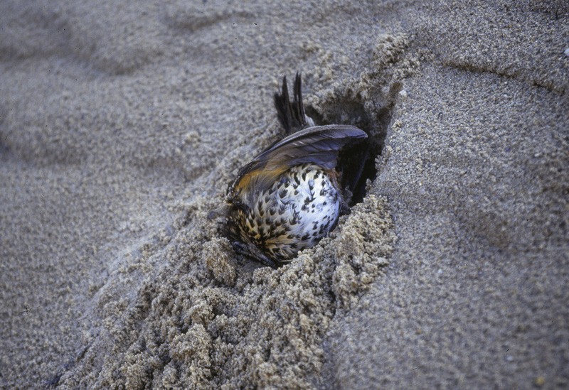 Vos cache begraven zanglijster door Annemarie van Diepenbeek
